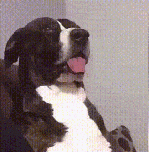 giphy (39).gif