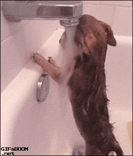 giphy (10).gif