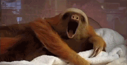 giphy (3).gif