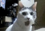 giphy (4).gif