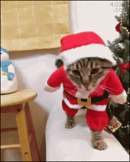 giphy (20).gif