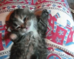 giphy (8).gif