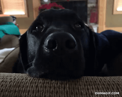 giphy (14).gif