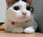 giphy (18).gif