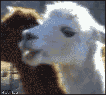 giphy (38).gif