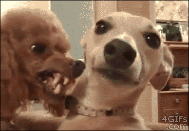 giphy (6).gif