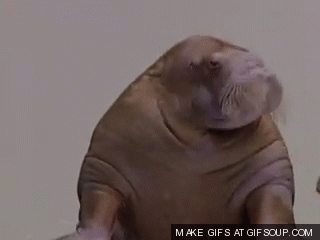 giphy (9).gif