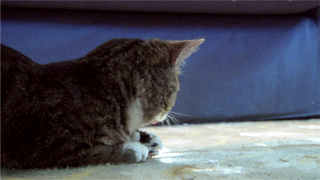 giphy (5).gif