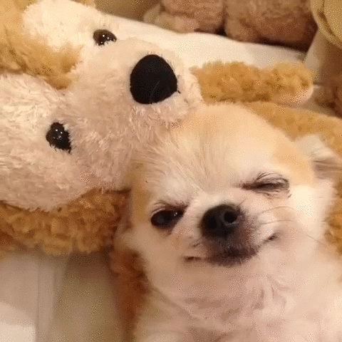 giphy (13).gif
