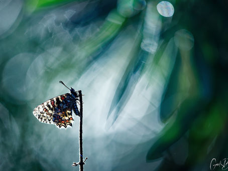 PAPILLONS DES CEVENNES ARDECHOISES