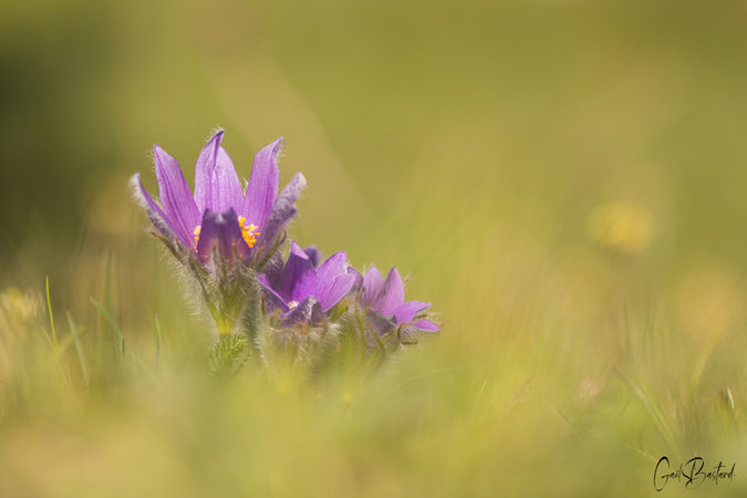 Flor (36).jpg