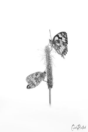 Monoc (5).jpg