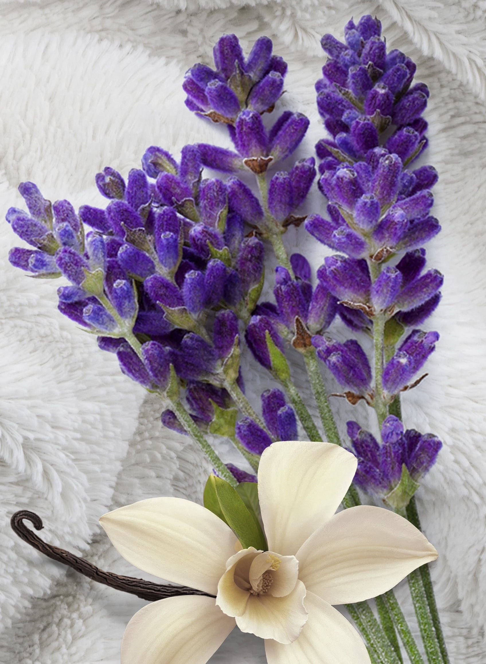 Lavender Vanilla