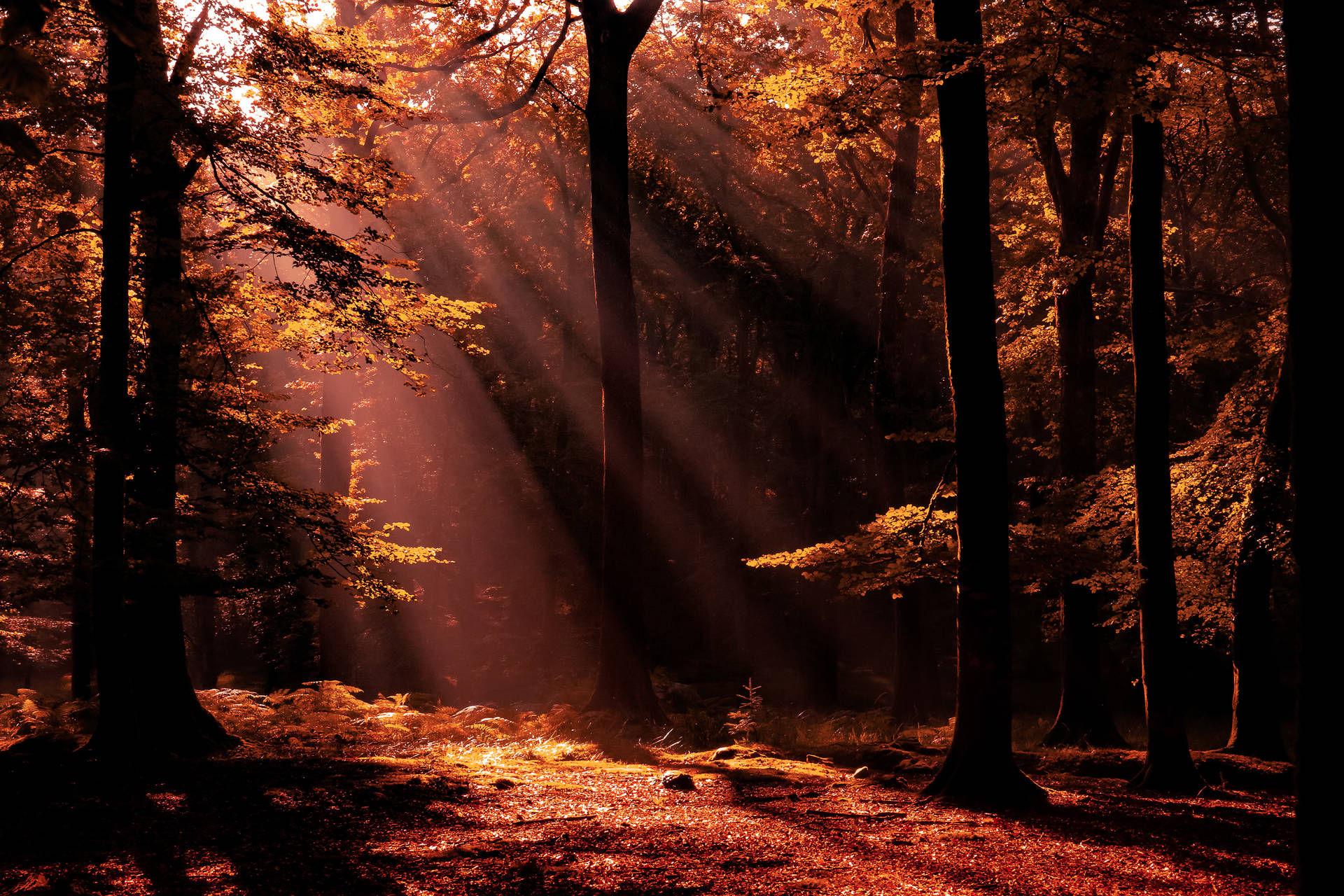 Woodland Mahogany