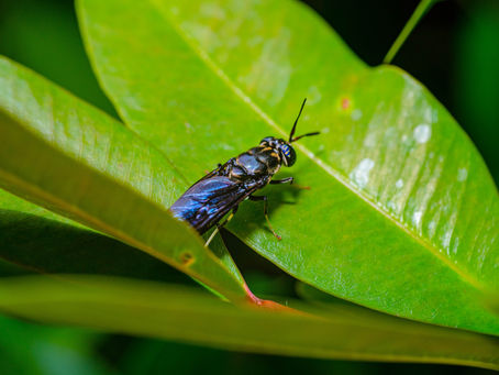 The environmental benefits of alternative insect proteins