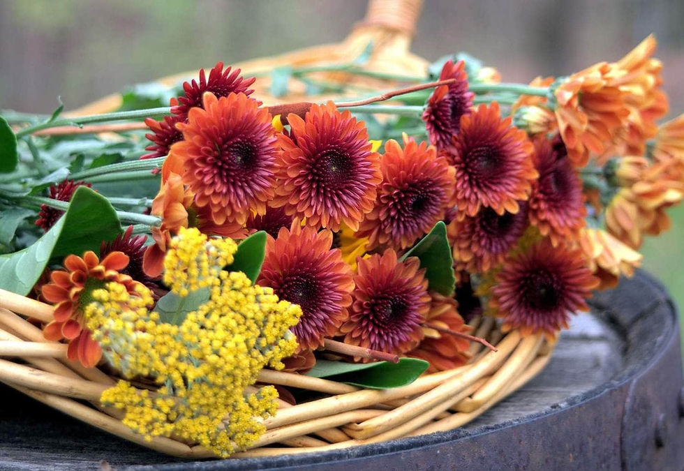 Early Fall Blooms