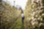 Apfelblüte in Südtirol
