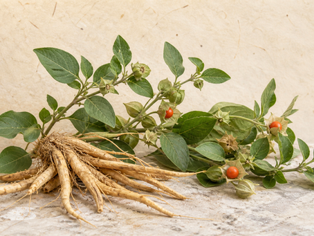 Ashwagandha root and botanical leaves presented for Amsarveda’s guide to ashwagandha benefits, dosage and uses.