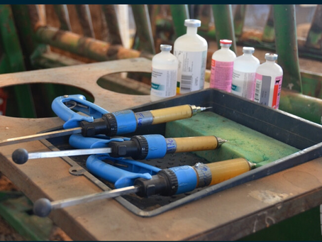 Are Farmers Injecting mNRA into Livestock?