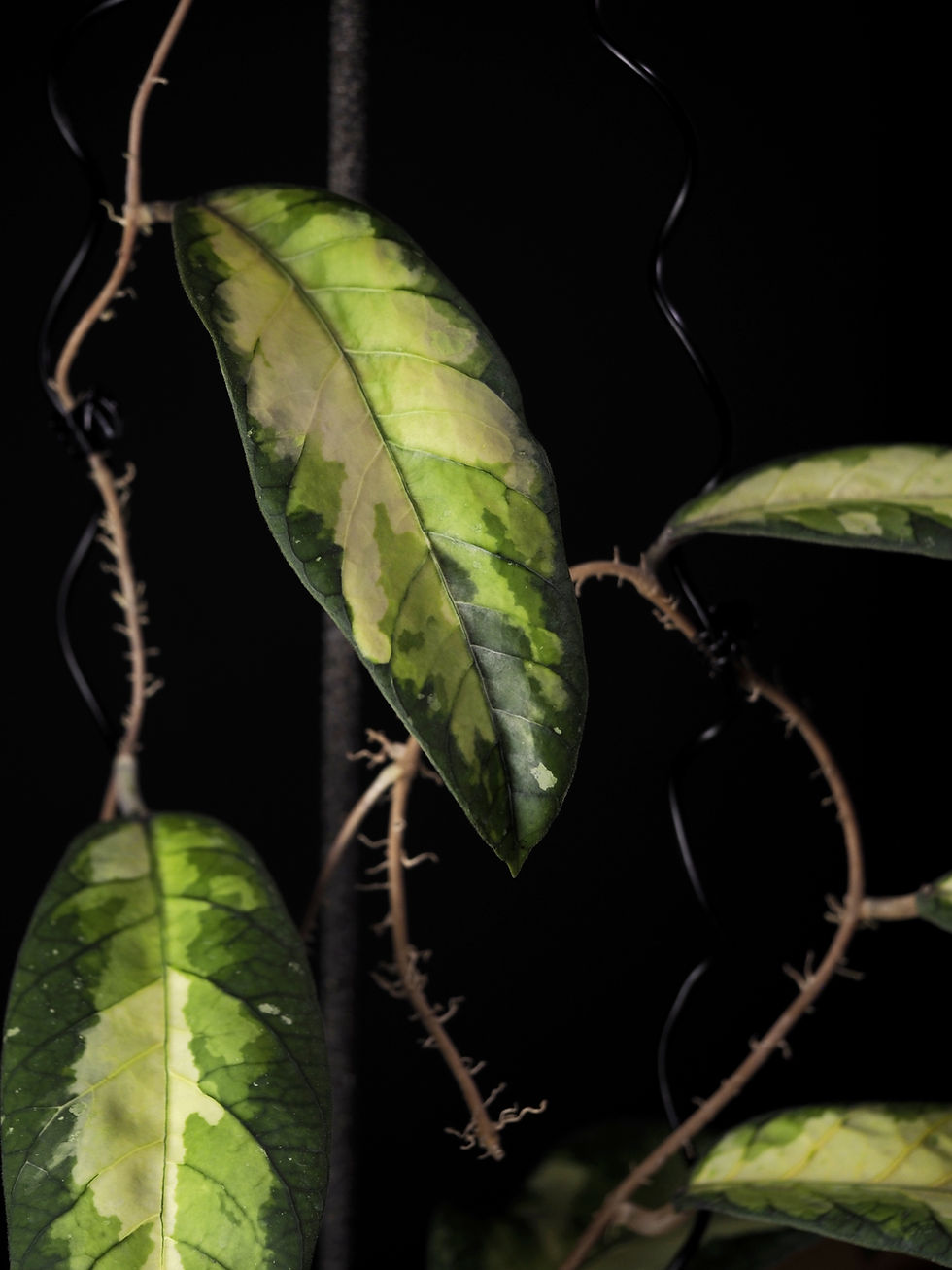 Miniaturbild: Hoya sp. Aceh 'Ladia Galaska'