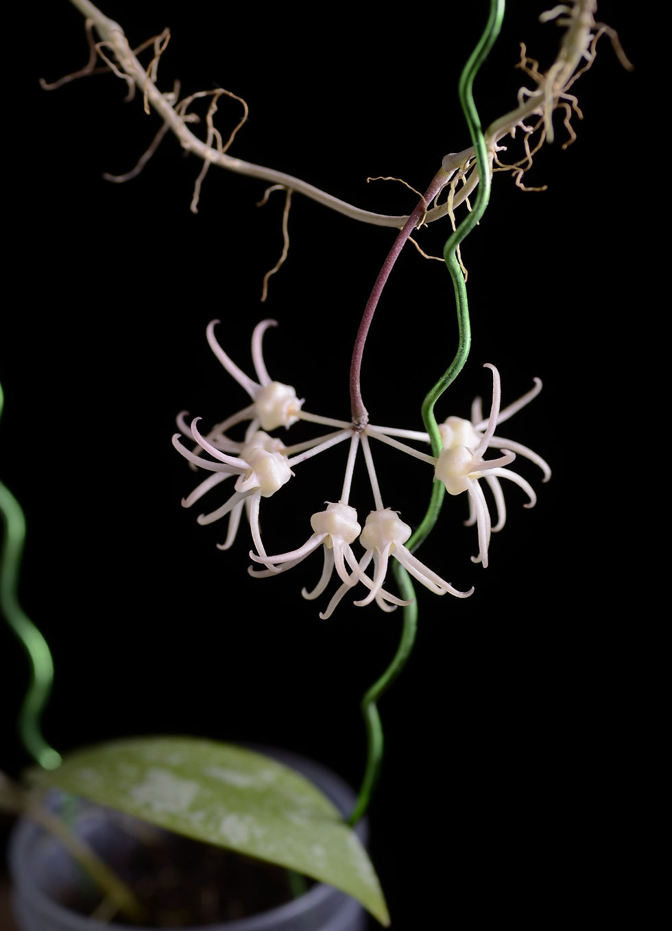 Miniaturbild: Hoya polypus (Splash)