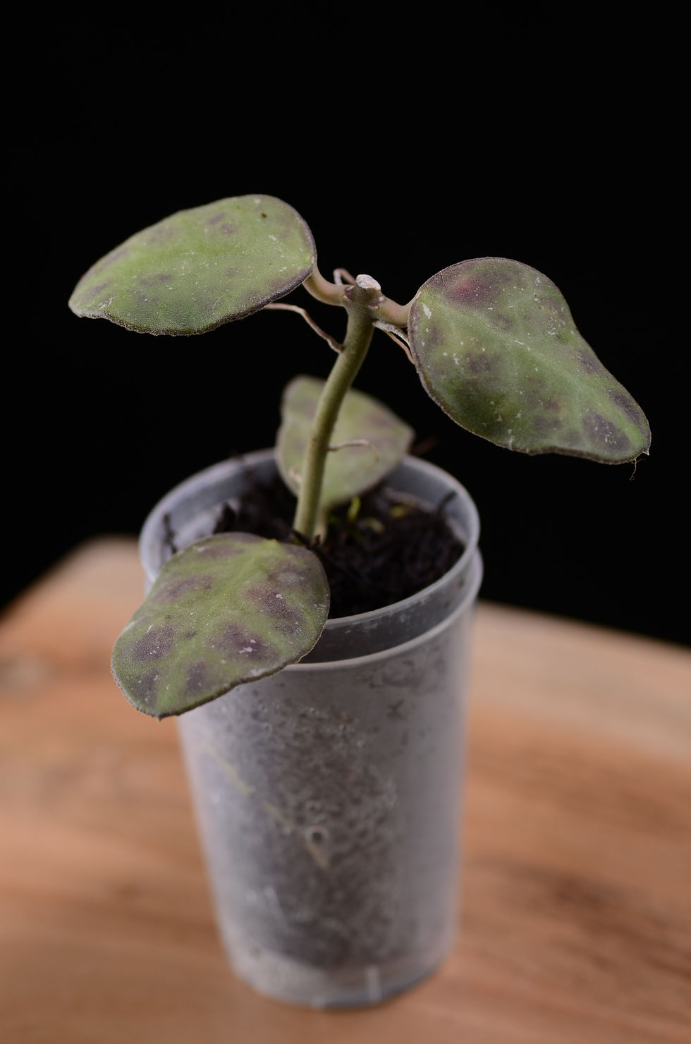 Miniaturbild: Hoya waymaniae 'round leaves'