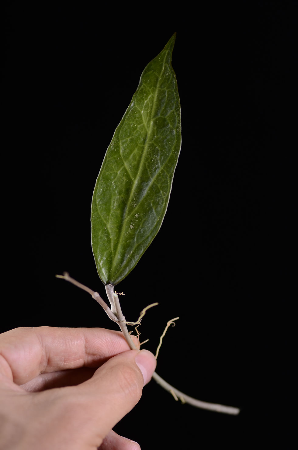 Miniaturbild: Hoya amoena spp. IPPS 3322