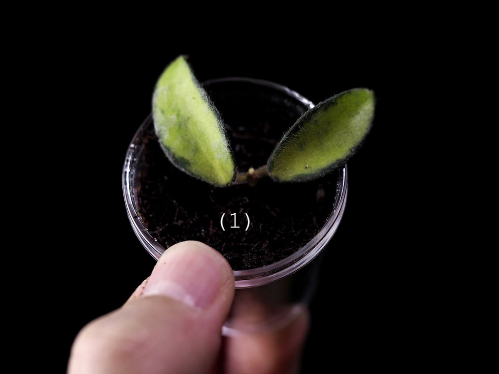 Miniaturbild: Hoya phuwuaensis variegata