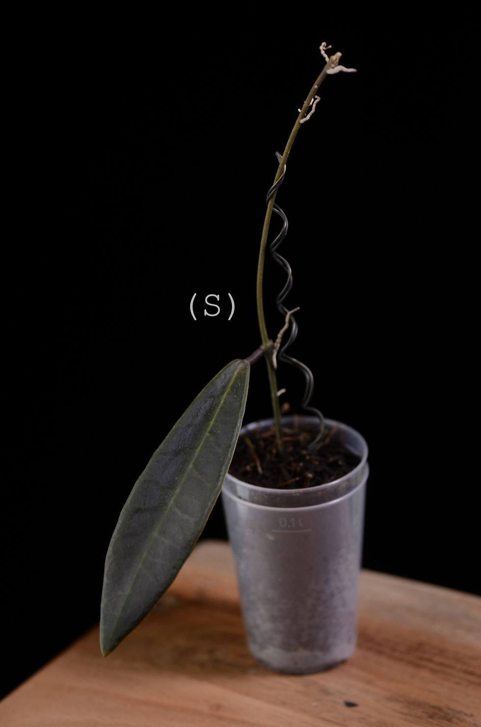Miniaturbild: Hoya pulchra