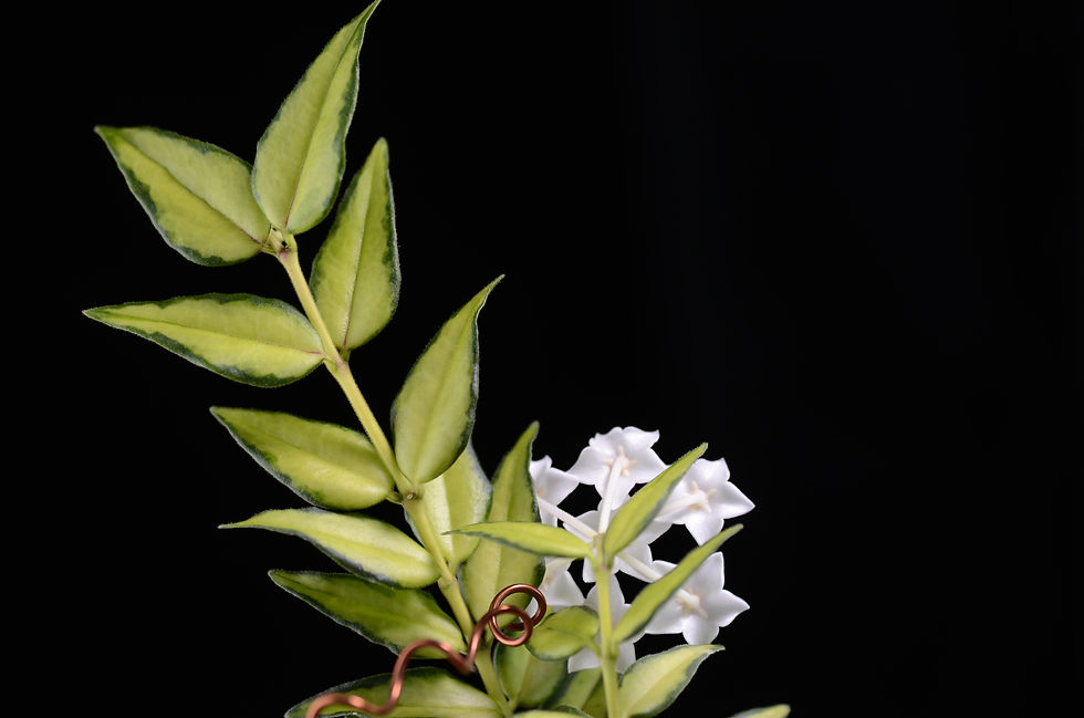 Miniaturbild: Hoya lanceolata ssp. bella variegata 'Luis Bois'