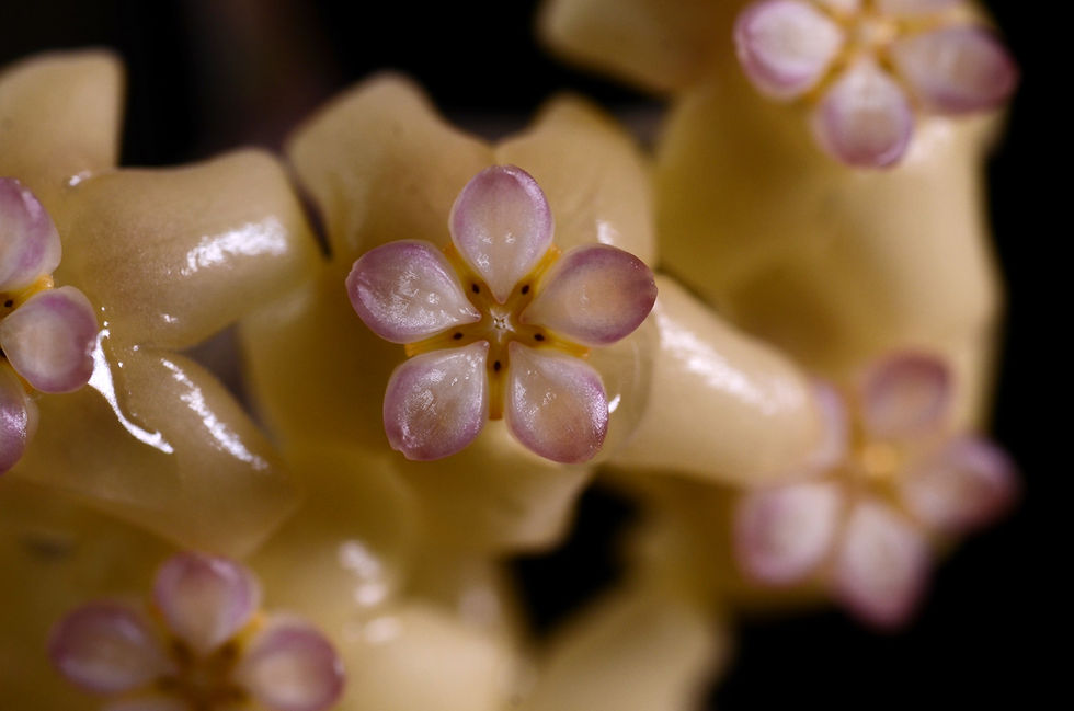 Miniaturbild: Hoya sp. Rindu Rafflesia