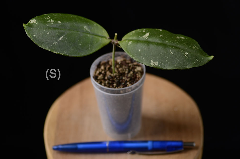 Miniaturbild: Hoya mitrata (Malaysia)