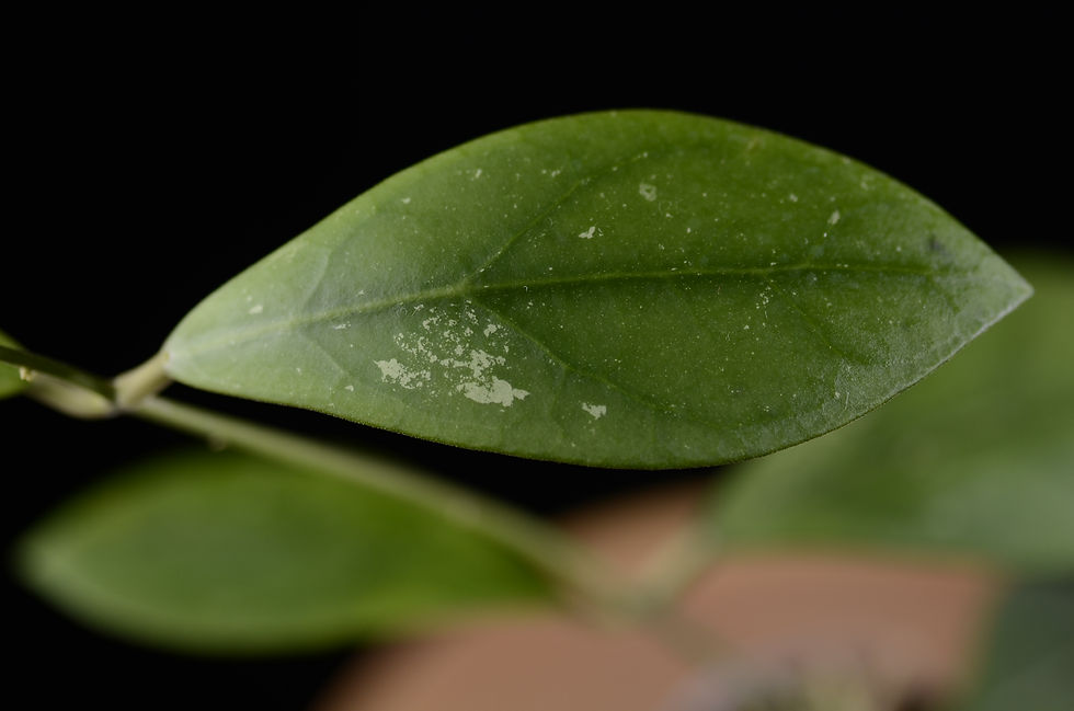 Miniaturbild: Hoya rintzii