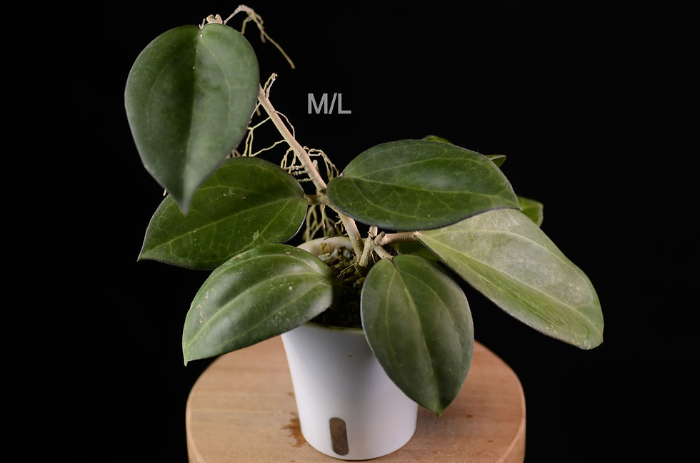 Miniaturbild: Hoya icensis 023 / patcharawalai 023