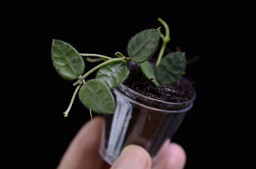 Miniaturbild: Dischidia sp. cf. Hirsuta NS01-009