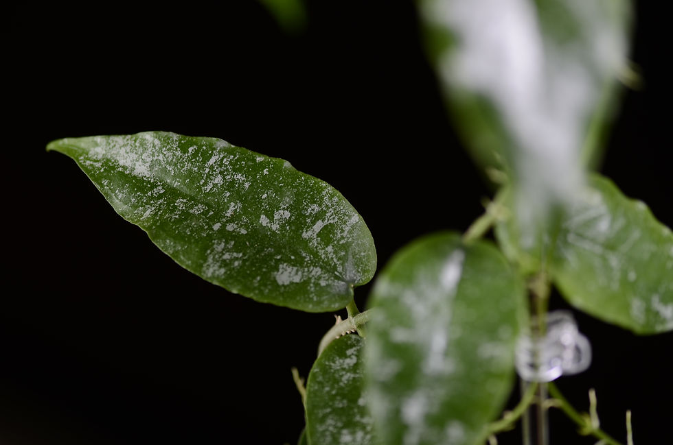 Miniaturbild: Hoya sangguensis (peninsular malaysia clone)
