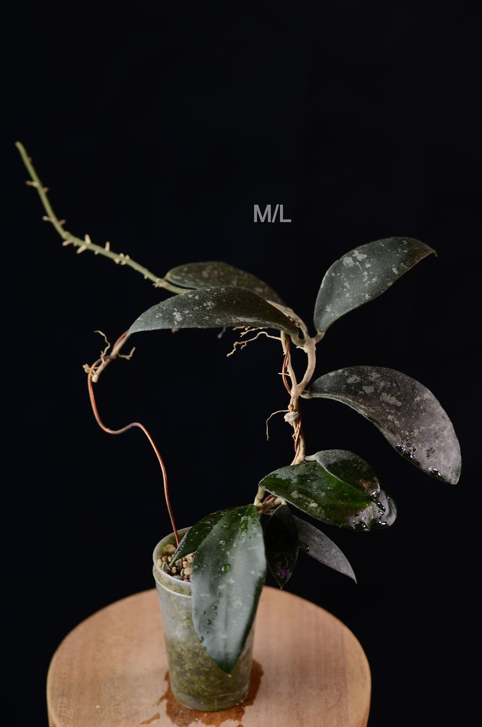 Miniaturbild: Hoya phuwuaensis