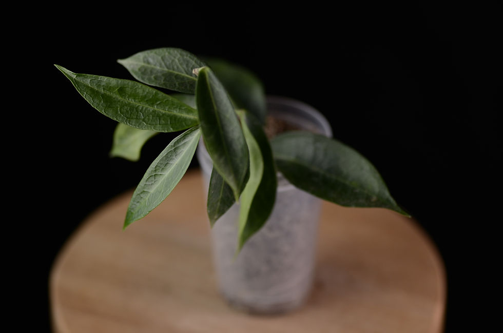 Miniaturbild: Hoya rubida IML 1711 (longer and narrower leaves than IML 1725)