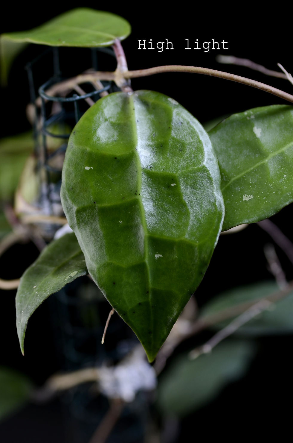 Miniaturbild: Hoya verticillata Tanggamus