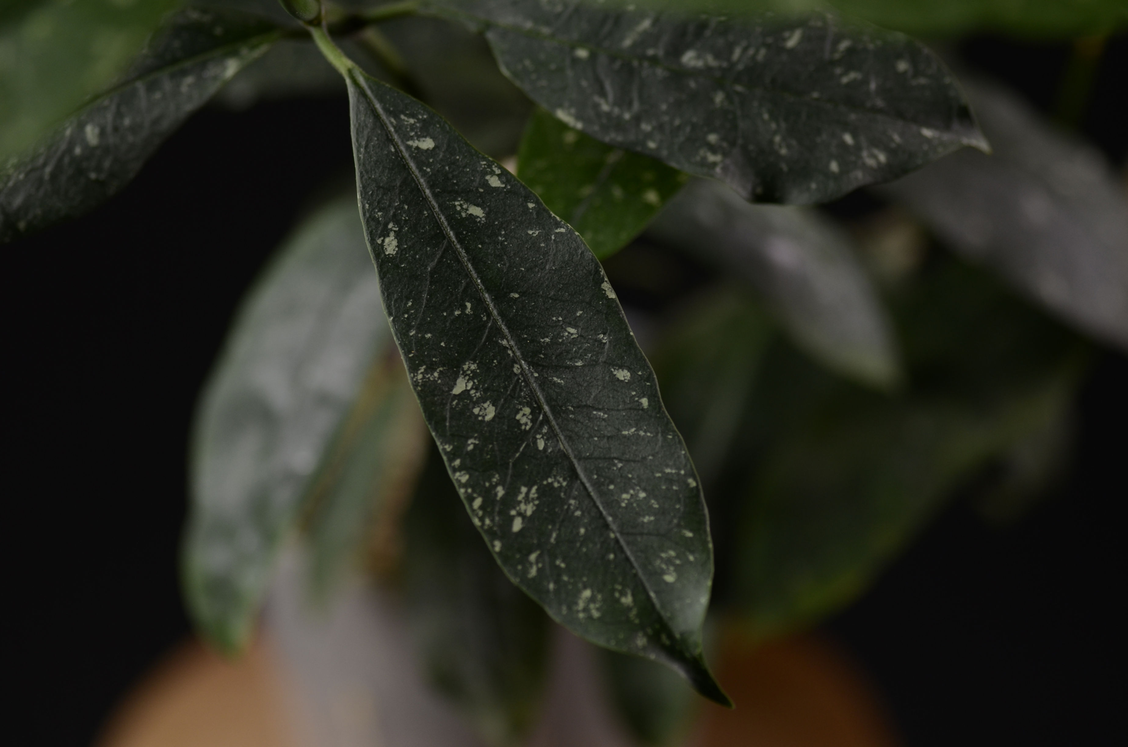Hoya multiflora 'speckles'