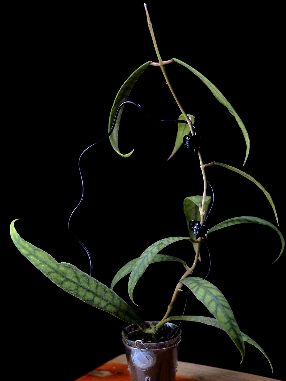 Miniaturbild: Hoya callistophylla (narrow leaves)