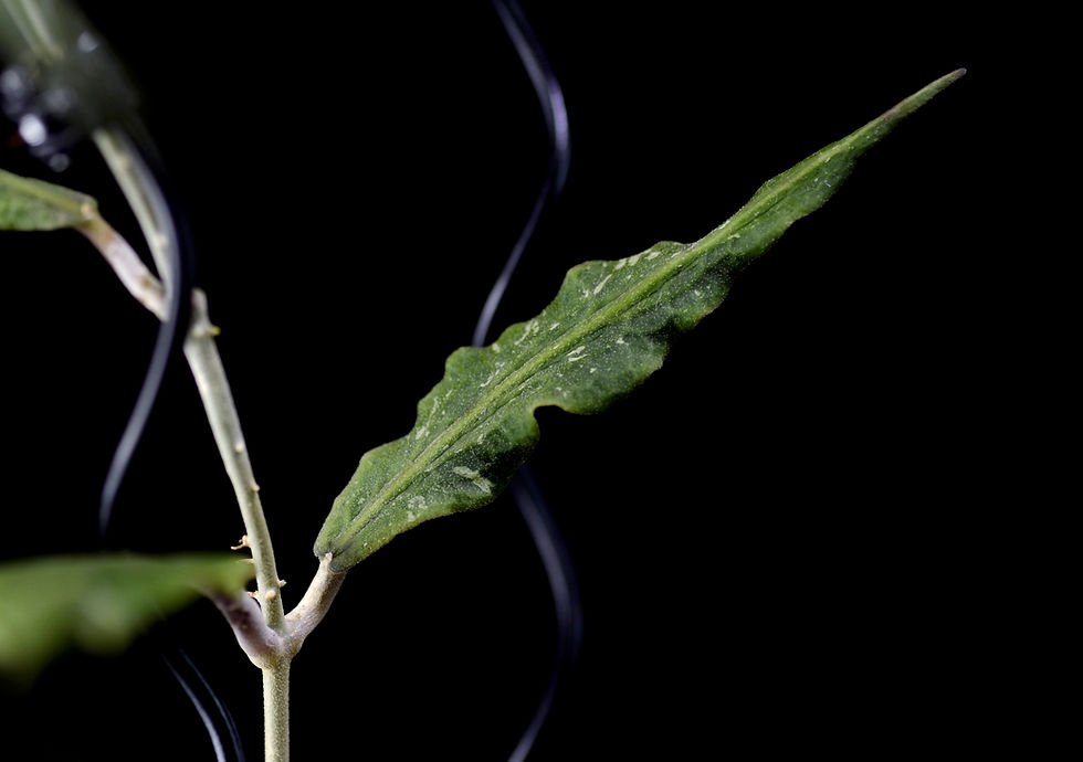 Miniaturbild: Hoya sp. Blang Beke 'Z3'