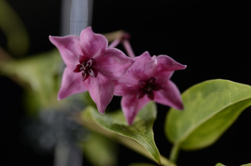 Hoya dennisii 'Frida' variegata | Plantopus