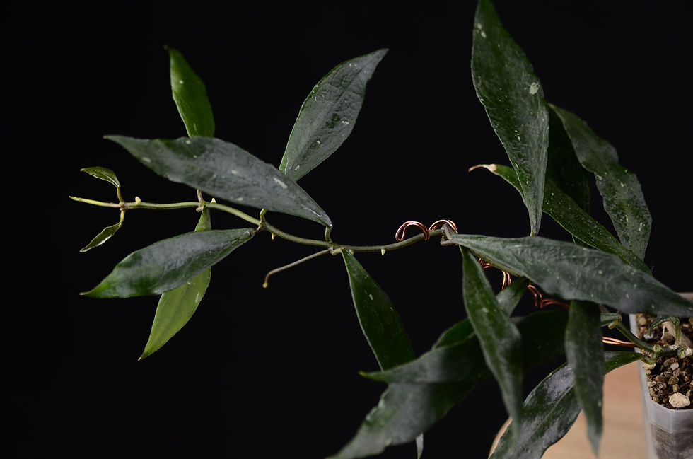 Miniaturbild: Hoya mirabilis (Clone A)