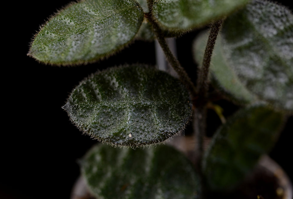 Miniaturbild: Dischidia hirsuta Borneo