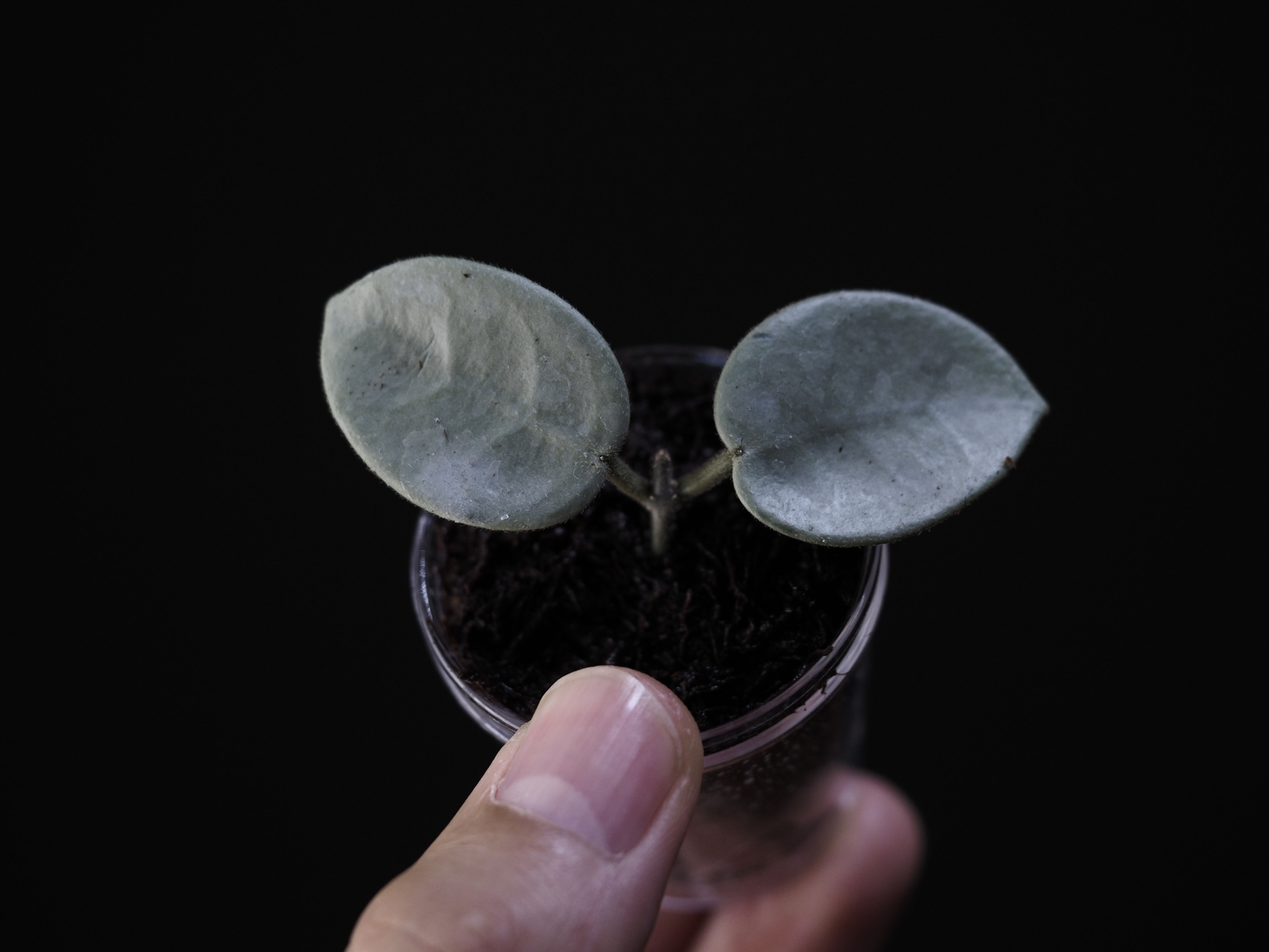 Hoya 'Grey Fairy' (JAD021)