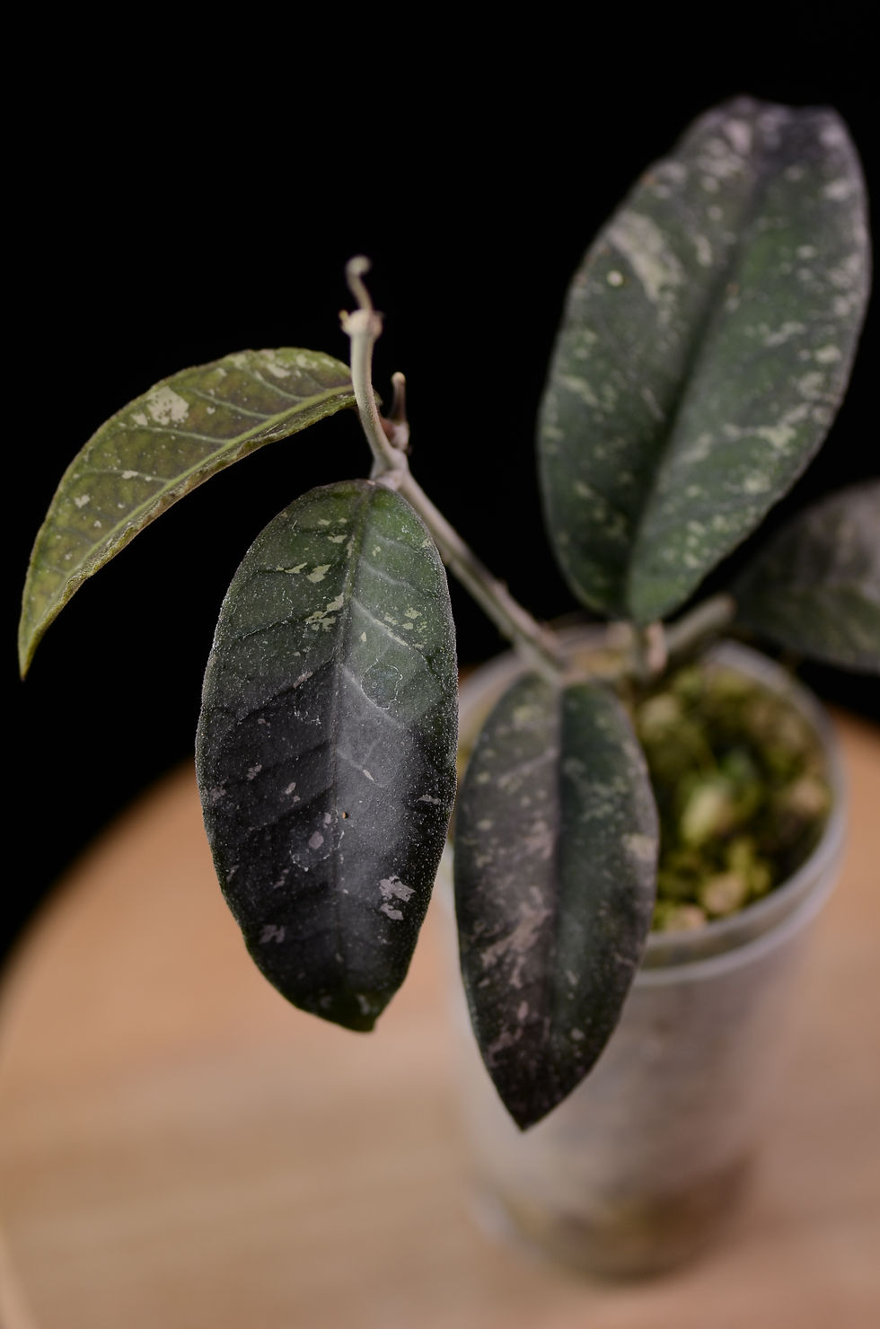 Miniaturbild: Hoya sp. Sumatera / sp. Aceh Dwarf