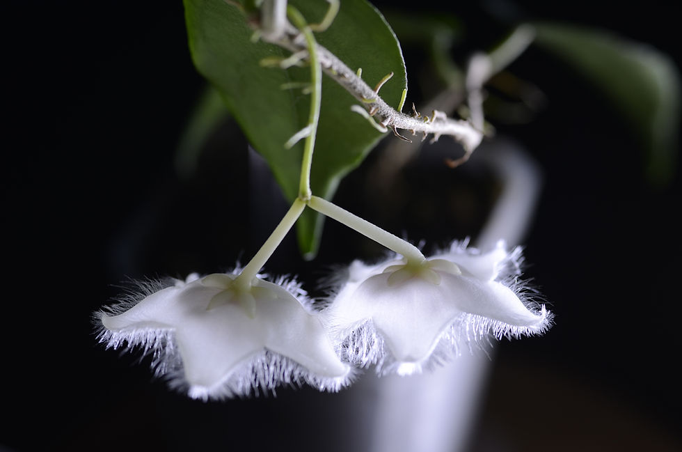 Miniaturbild: Hoya sangguensis (peninsular malaysia clone)