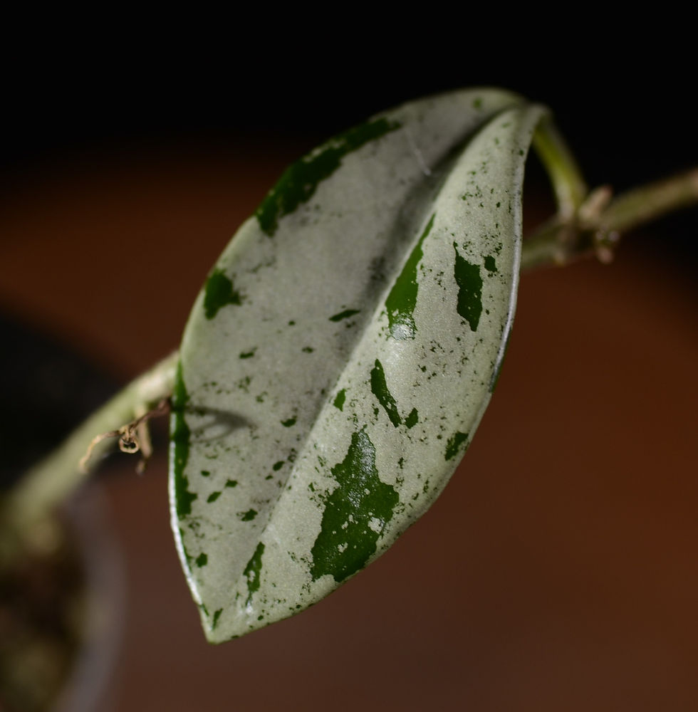 Miniaturbild: Hoya carnosa 'wilbur graves' (strong splash)