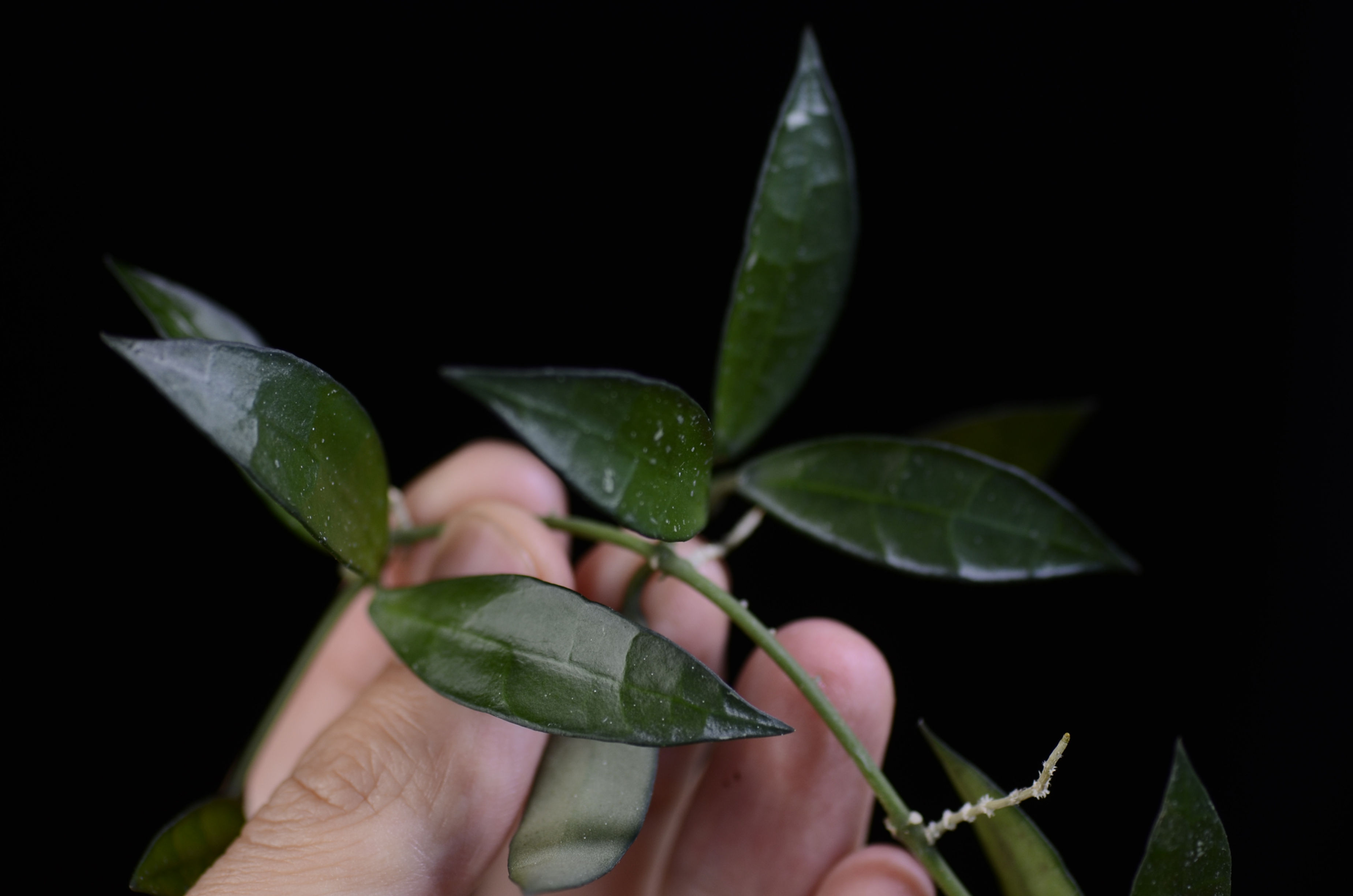 Hoya lacunosa sp. Malaysia (long leaves)